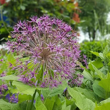 Bauernschmause 公寓 *