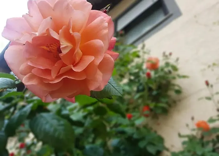 Bauernschmause Polch