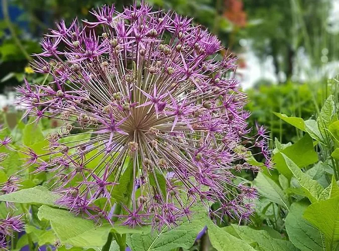 Bauernschmause Apartamento *